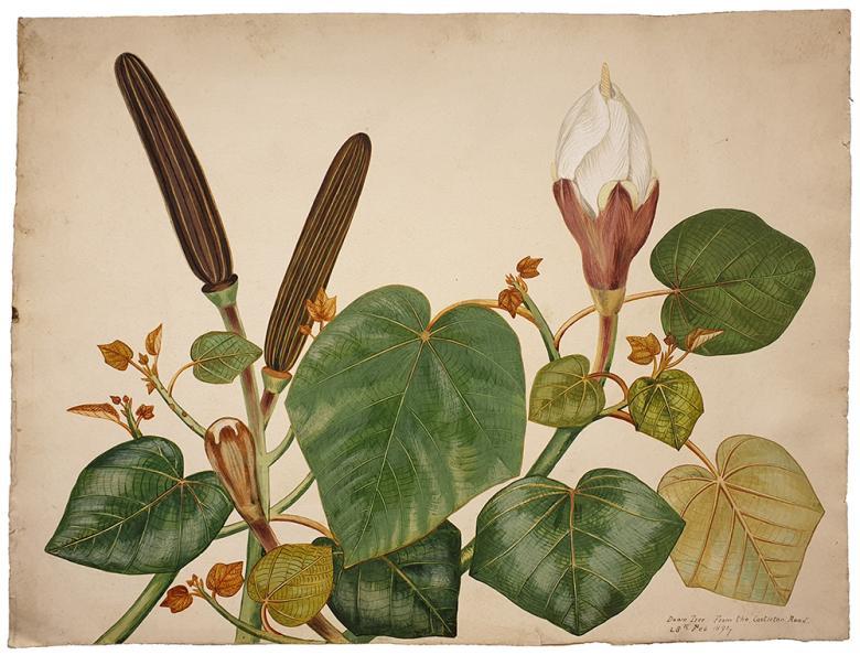 Botanical drawing of balsa