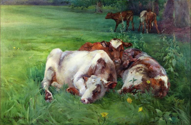 Three brown and white cows lie in a grassy field with yellow flowers around them; in the background stand some other cows. 