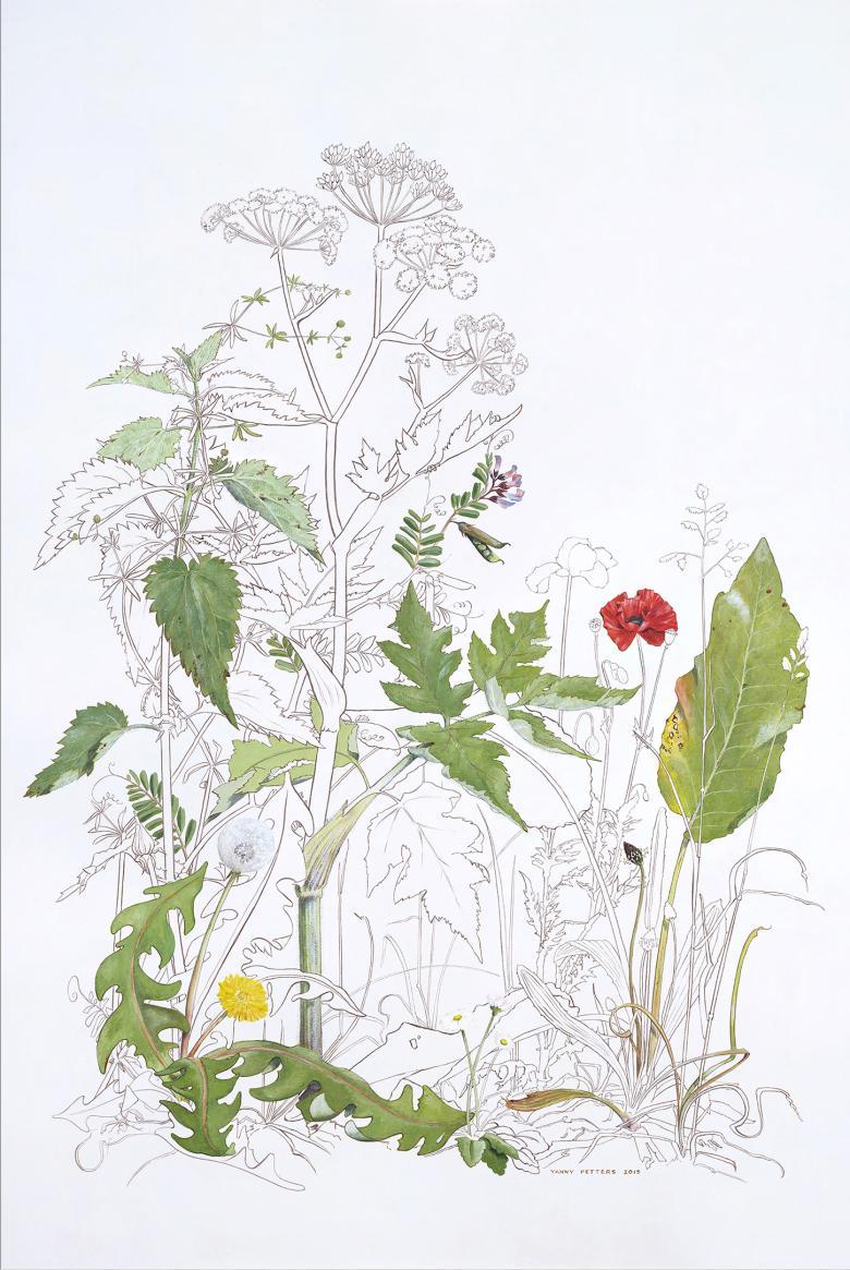 Botanical drawing