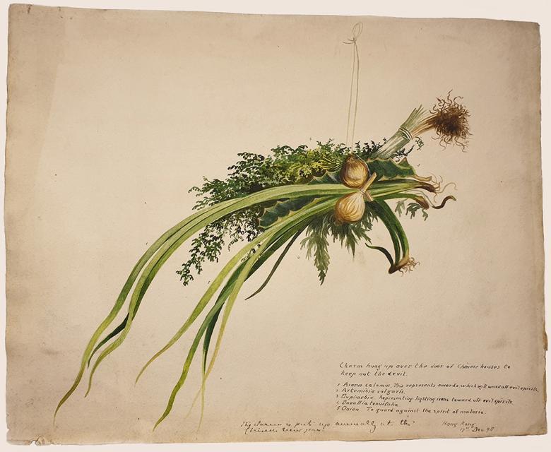 Botanical drawing