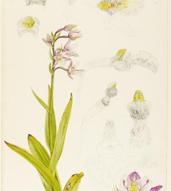 Botanical drawing