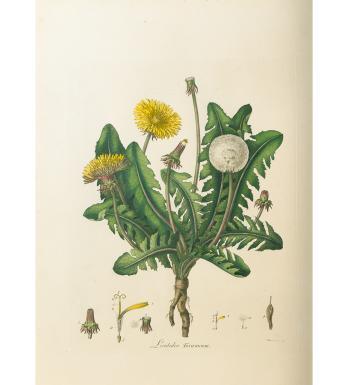 Botanical drawing