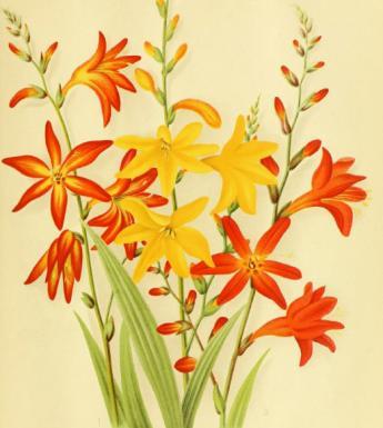 Botanical illustration