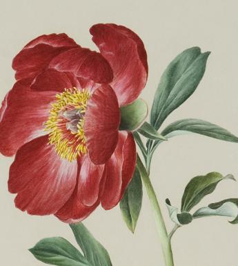 Botanical drawing