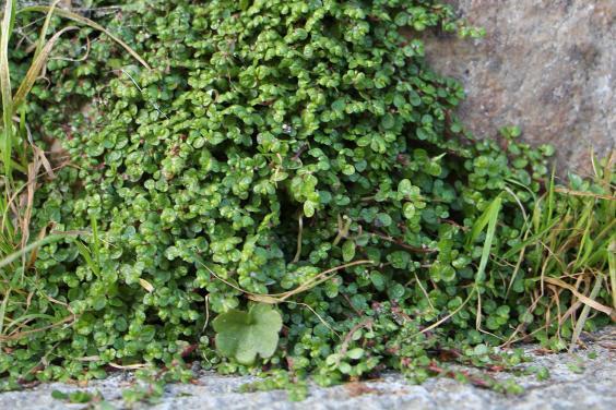 Baby's tears growing at base of a wall