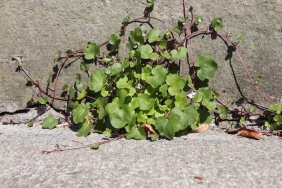 Kenilworth ivy growing in a crack at the bottom of a wall