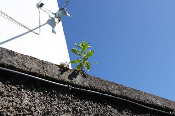 Red valerian growing out of the top of a wall